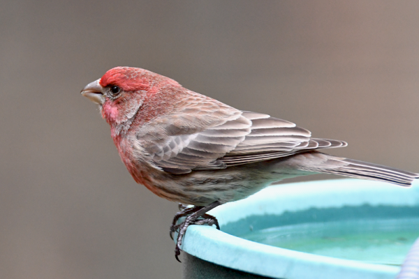house finch call
